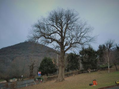 Il castagno dei Fanti Serle - Prima