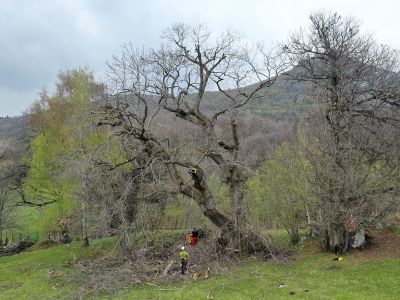 Potatura castagni secolari in tree climbing