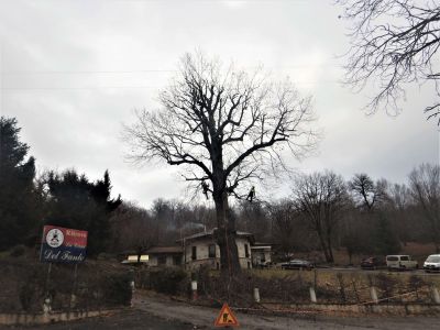 Potatura castagno dei fanti dopo lavoro