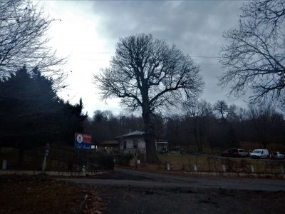 Potatura castagno dei Fanti prima del lavoro