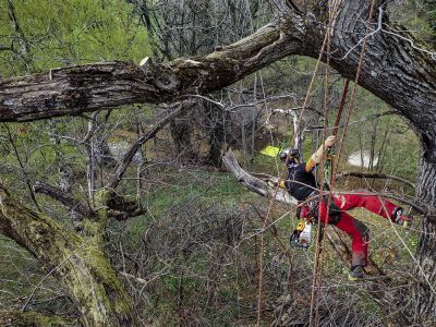 Potatura castagno secolare in tree climbing