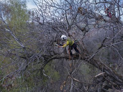 Potatura in tree climbing